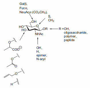 Modifications of GlcNAc employed as acceptors in β(1→4)GalT catalyzed transfer of galactose. Modifications of GlcNAc employed as acceptors in β(1→4)GalT catalyzed transfer of galactose.