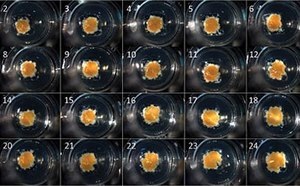 3D Cell Culture