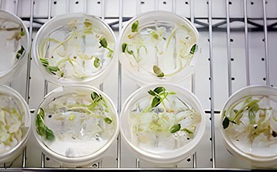Plant cell and tissue culture for propagation Plant cell and tissue isolation using tissue culture