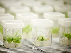 Plant cell isolation, expansion, and micropropagation is applied for pharmaceutical research, commercial plant production, plant research, and plant production Plant cell and tissue isolation and expansion