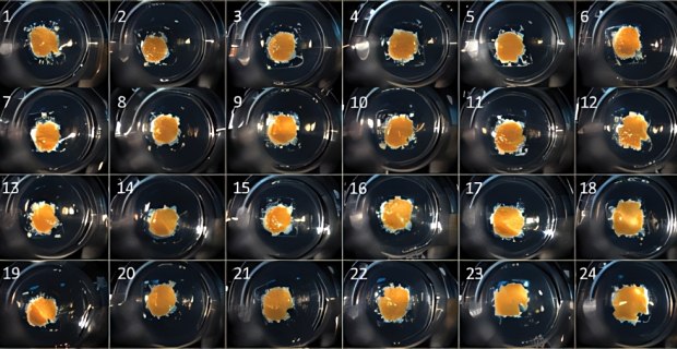 3D human liver tissue bioprinted on Corning Transwell permeable supports 3D human liver tissue bioprinted on Corning Transwell permeable supports.