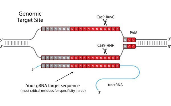 Gene Expression &amp; Silencing