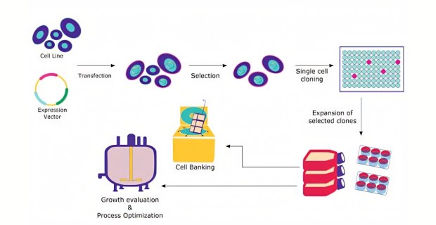 Cloning &amp; Expression
