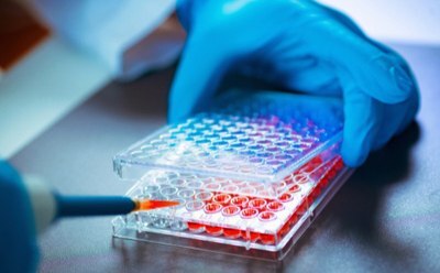 Process of tissue engineering with cell culture work Pipetting of cell culture media in 24 well plate depicted in front of confocal microscopy image of red and blue stained cells