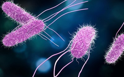 Pathogenic bacteria Salmonella Salmonella pathogenic rod-shaped bacteria.