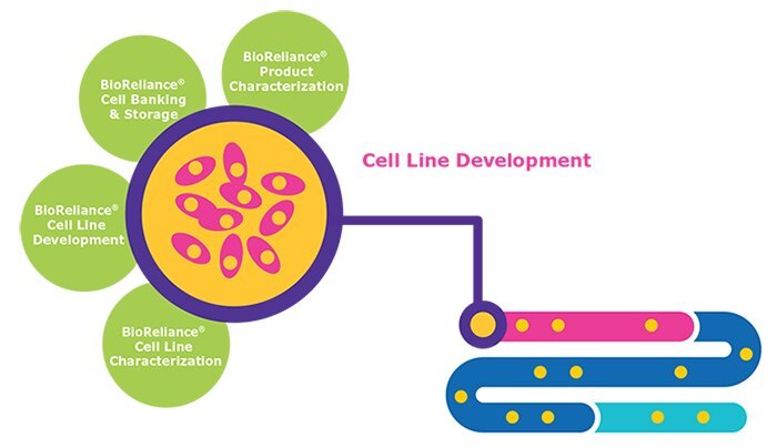新薬の試験の前臨床相におけるBioReliance®細胞株開発における図式