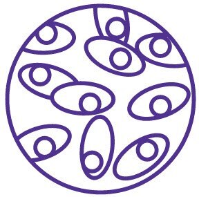 Un diseño de arte lineal morado con un patrón circular con elementos simétricos que recuerdan al desarrollo de la línea celular. Un diseño de arte lineal morado con un patrón circular con elementos simétricos que recuerdan al desarrollo de la línea celular.
