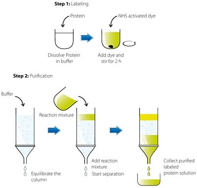 Marcaje fluorescente y modificación de las proteínas