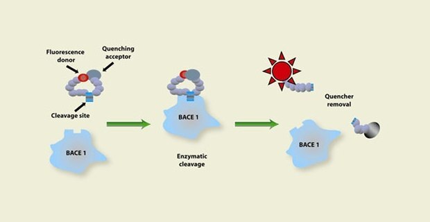 Diagram illustrating enzymatic cleavage involving BACE 1 and fluorescence quenching. Three stages are depicted: (1) Fluorescence donor connected to quenching acceptor, (2) enzymatic cleavage by BACE 1, and (3) increased fluorescence due to quencher removal. Diagram illustrating enzymatic cleavage involving BACE 1 and fluorescence quenching. Three stages are depicted: (1) Fluorescence donor connected to quenching acceptor, (2) enzymatic cleavage by BACE 1, and (3) increased fluorescence due to quencher removal.