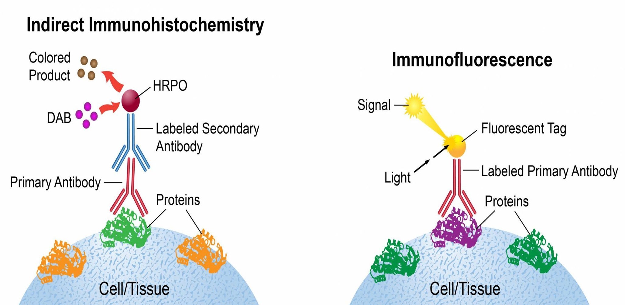 Indirect immunohistochemistry (IHC) and immunofluorescence (IF) detection methods for cells and tissue samples Indirect immunohistochemistry (IHC) and immunofluorescence (IF) detection methods for cells and tissue samples