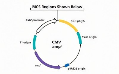 Diagram of a plasmid showing CMV promoter, hGH polyA, SV40 origin, and pBR322 origin with amp^ resistance.