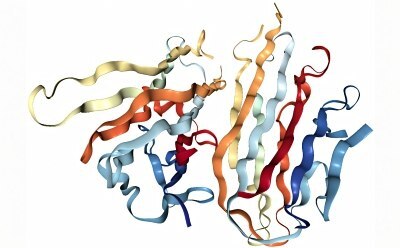 Ilustración tridimensional de una estructura de proteínas compleja con cintas entrelazadas en varios colores que representan el plegamiento de las cadenas de aminoácidos.