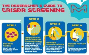 Download your CRISPR Screening infographic