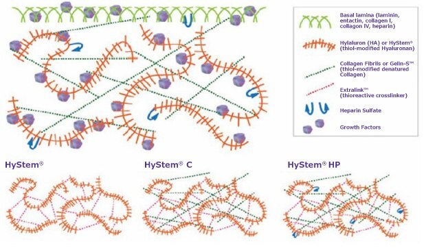 Reconstituted hydrogels for 3D cell culture (HYS020) Reconstituted hydrogels for 3D cell culture (HYS020)