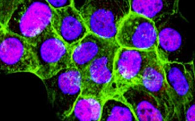Mammalian cells cultured from cell lines Fluorescent staining of cultured mammalian cells