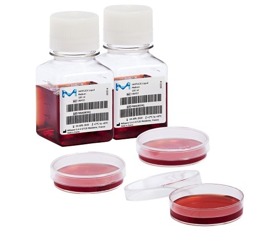 Familia <i>Mycoplasma</i><i></i><i></i>
