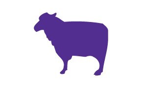 Image of an Ovine