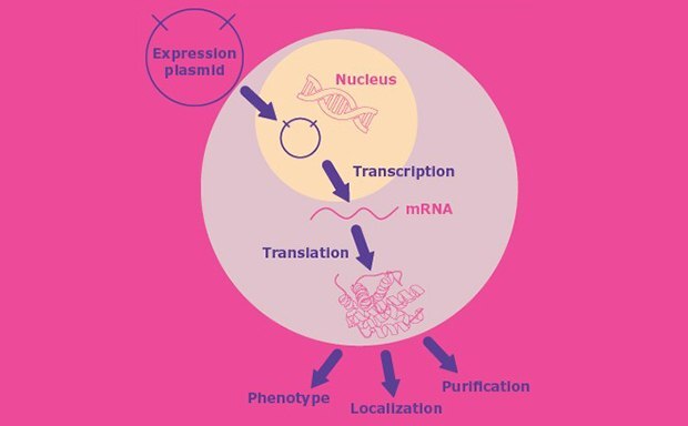 Restriction Enzymes and Protein Expression Vectors 