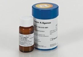 Prote&iacute;na A agarosa