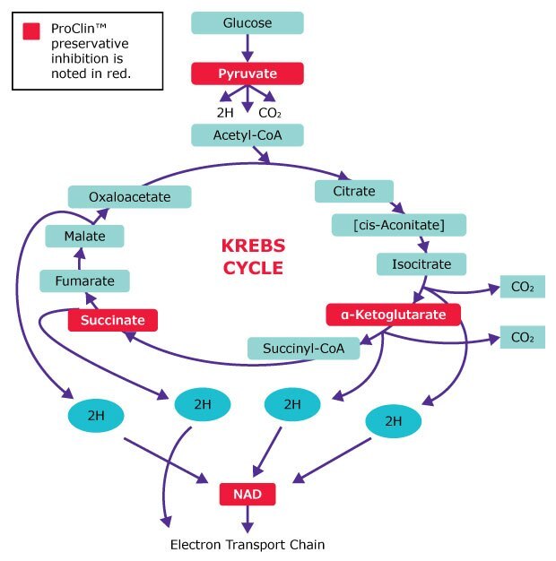 Proclin™ biocide preservative inhibits Krebs cycle Proclin™ biocide preservative inhibits microbial Krebs cycle in several places