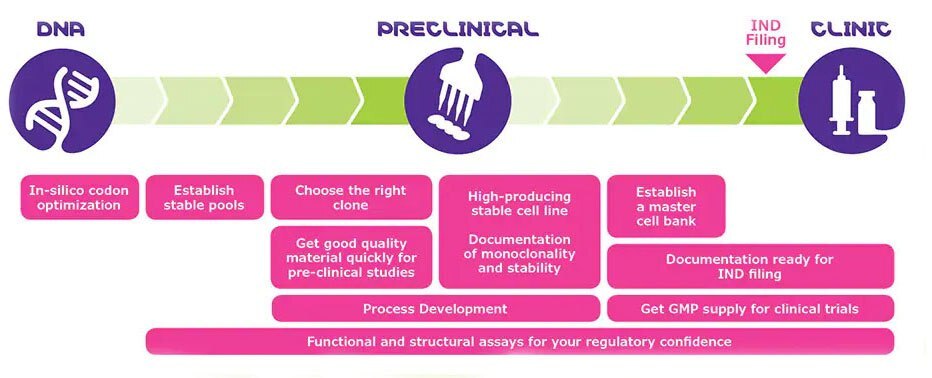 Compressed timeline starting process development in parallel with clonal selection