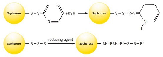 Reaction scheme puriﬁcation of a thiolated substance