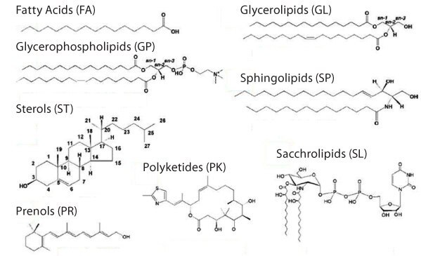 lipid-maps-consortium