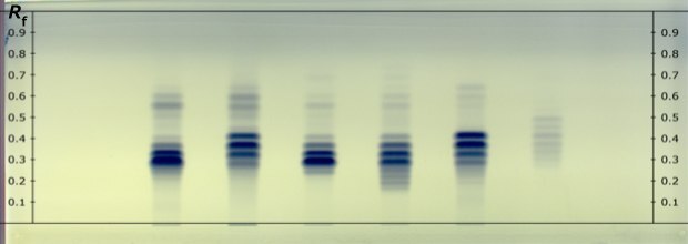 A developed HPTLC plate for HPTLC analysis of fixed oil samples. Tracks: 1. Olive oil USP RS, 2. Corn oil USP RS, 3. Almond oil, 4. Groundnut oil, 5. Sunflower oil, 6. Coconut oil A real developed HPTLC Silica Gel 60 RP18 F254 plate showing blue tracks labeled as 1, 2, 3, 4, 5, and 6 from left to right for different fixed oil samples