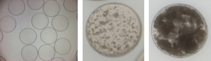 Cell-in-a-Box® encapsulation of cells Cell-in-a-Box® encapsulation of cells