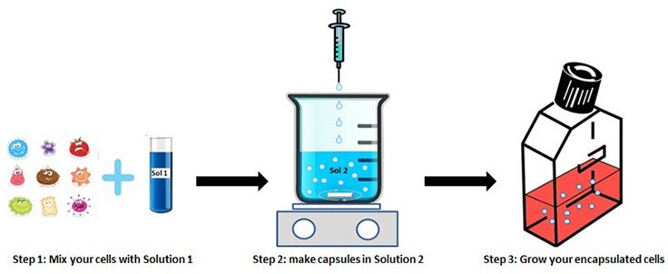 Cell encapsulation protocol Cell encapsulation protocol