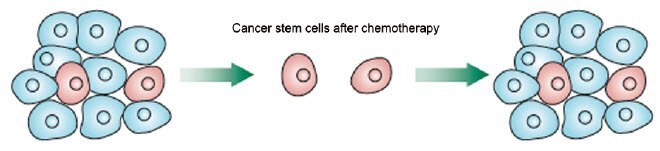 Rare purported cancer stem cells survive (CSCs)