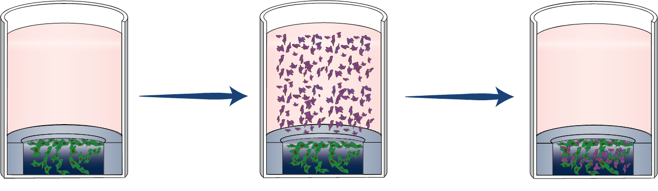 Establish co-culture (Optional): Add secondary cells and incubate overnight. Note: More detailed step-by-step instructions can be found in the online TrueGel3D<sup>®</sup> HTS Hydrogel Plate user guide. Establish co-culture (Optional): Add secondary cells and incubate overnight.