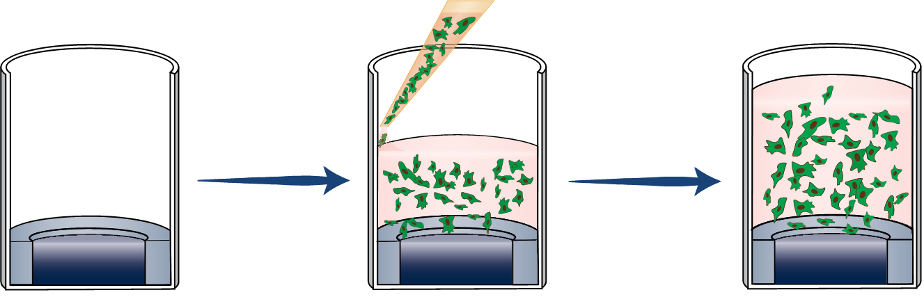 Add cells and media and incubate overnight. Add cells and media and incubate overnight.