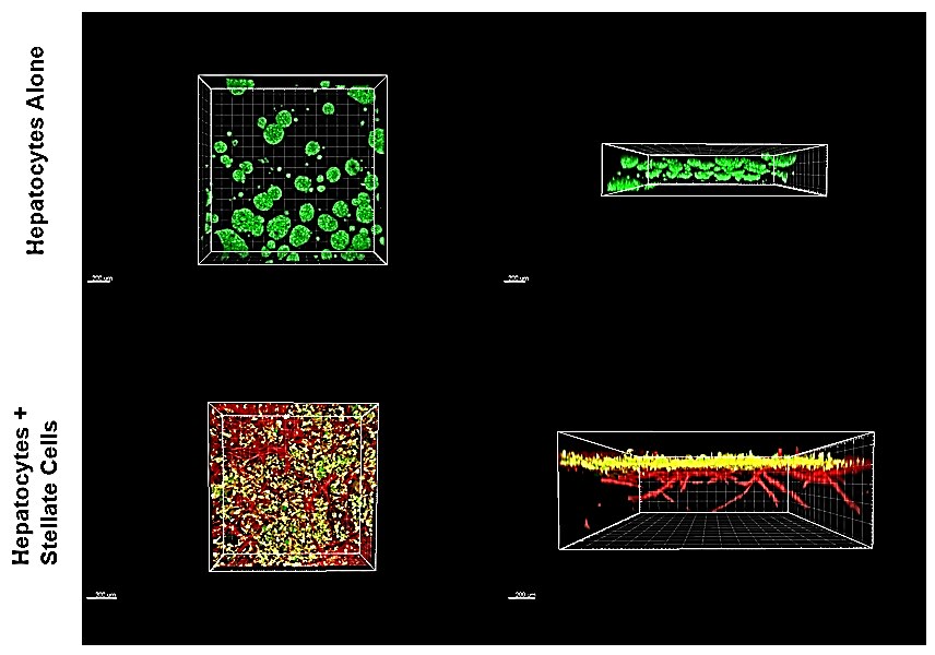 HUH-7 hepatocellular carcinoma cells cultured in TrueGel3D<sup>®</sup> HTS Hydrogels tended to form spherical aggregates throughout the hydrogel. However, HUH-7 cells cultured in TrueGel3D<sup>®</sup> HTS Hydrogels pre-seeded with liver stellate cells for 5 days tended to form a monolayer on top of the stellate cells resembling liver tissue. Application of TrueGel® HTS hydrogels in ADME/toxicology studie