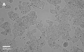 millicell-cell-lines-01042712-a