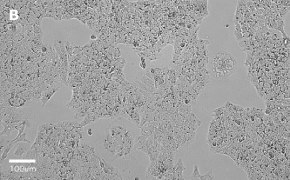 millicell-cell-lines-01042712-b