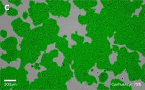 millicell-cell-lines-01042712-c