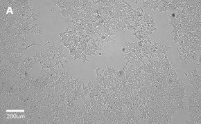 millicell-cell-lines-12022001-a