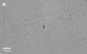 millicell-cell-lines-12022001-b