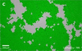 millicell-cell-lines-12022001-c