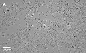millicell-cell-lines-84100401-a