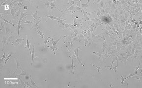 millicell-cell-lines-84100401-b