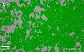 millicell-cell-lines-84100401-c