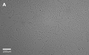 millicell-cell-lines-84113001-a