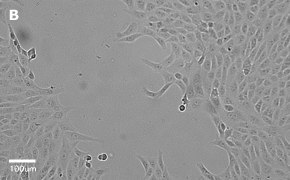 millicell-cell-lines-84113001-b