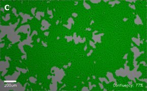 millicell-cell-lines-84113001-c