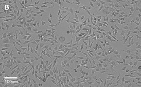 millicell-cell-lines-85011425-b