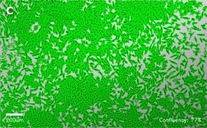 millicell-cell-lines-85011425-c