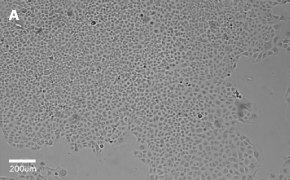 millicell-cell-lines-85020206-a