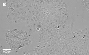 millicell-cell-lines-85020206-b